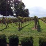 Crossing Vineyards and Winery