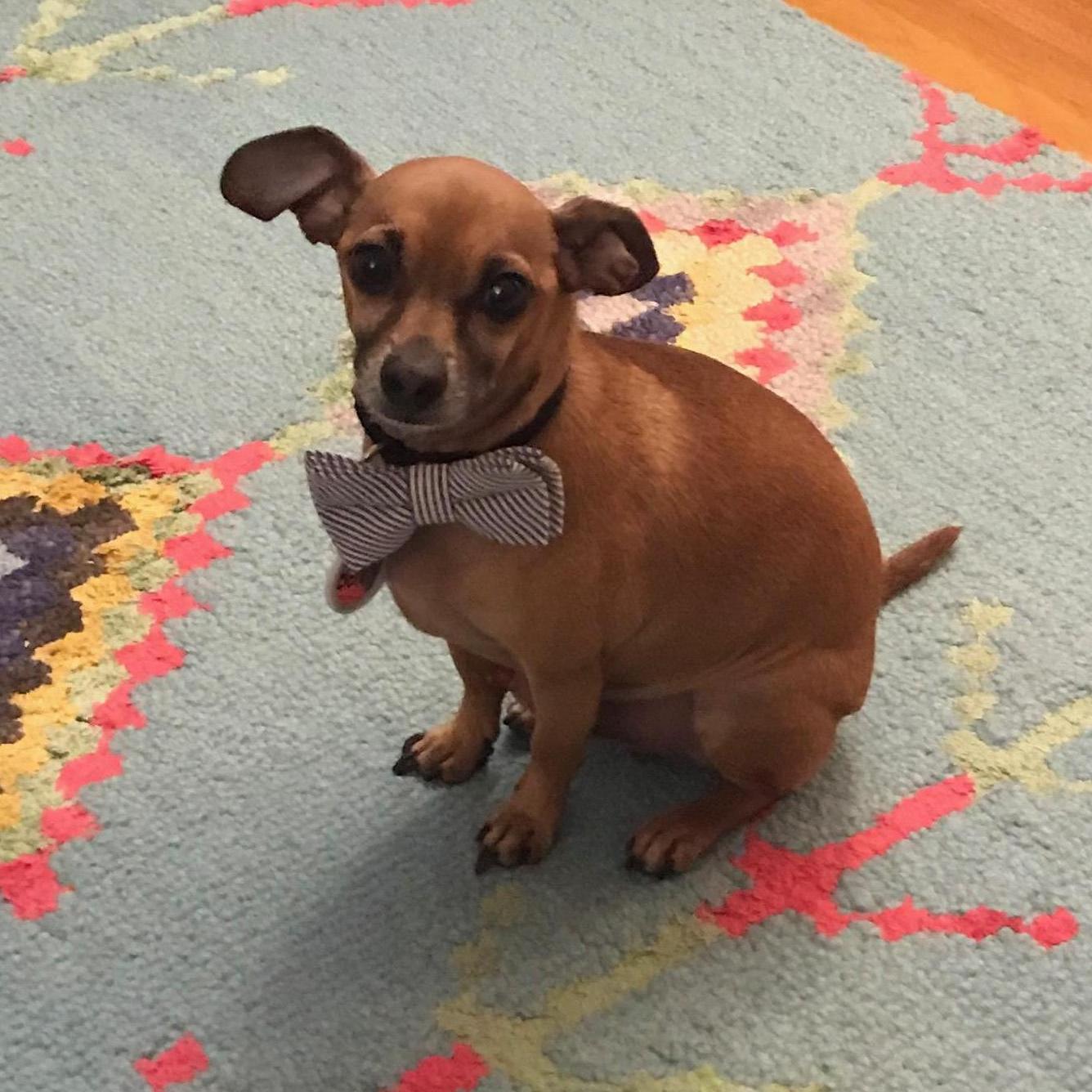 Little Ben's official gotcha day