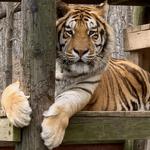 Exotic Feline Rescue Center