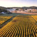 San Juan Vineyard