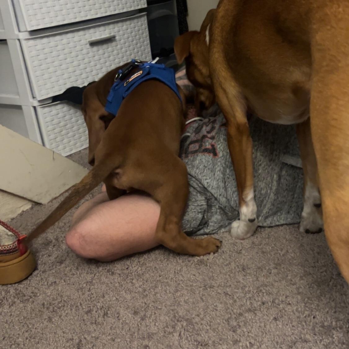 Added Bentley to our family…February 20, 2024