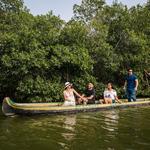The Mangroves