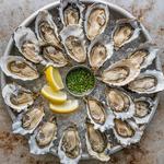 Impudent Oyster