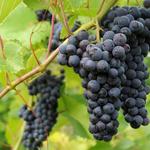 Wine Tours of Sedona & Sedona Red Rock Adventures