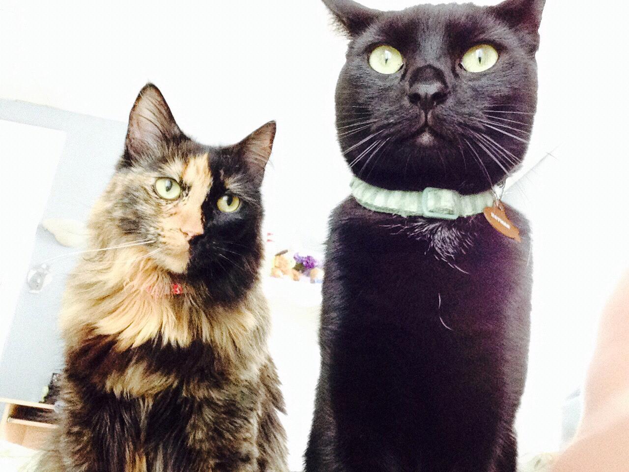Our two rescued children, Mildred (Two Face) and Batman.
