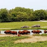 Wildlife Safari Park