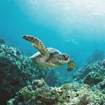 Snorkeling & Diving