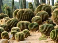 Desert Botanical Garden