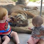 Nashville Zoo at Grassmere