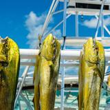 Fishing Charters