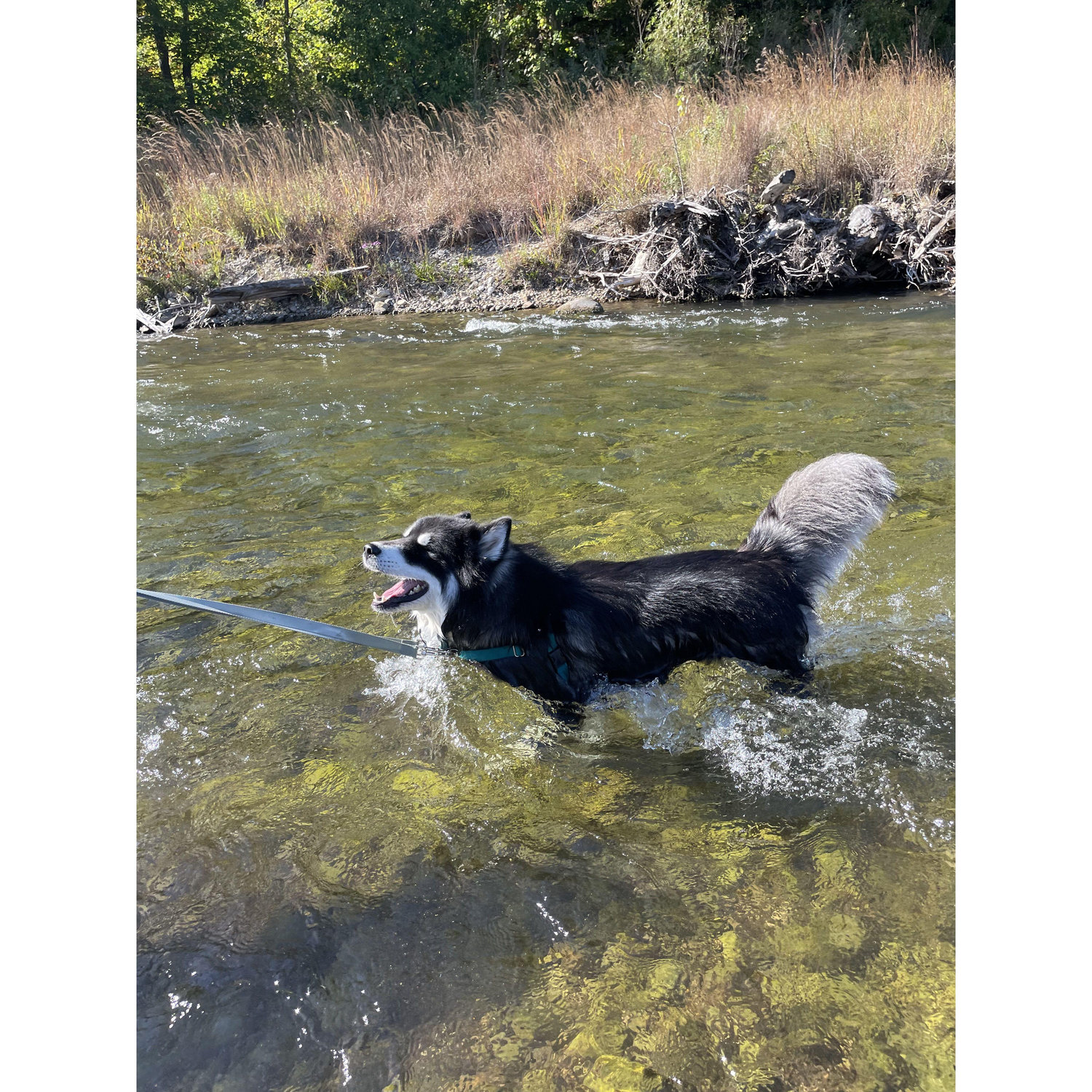 wooli loves the water.
