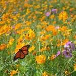 Norfolk Botanical Gardens