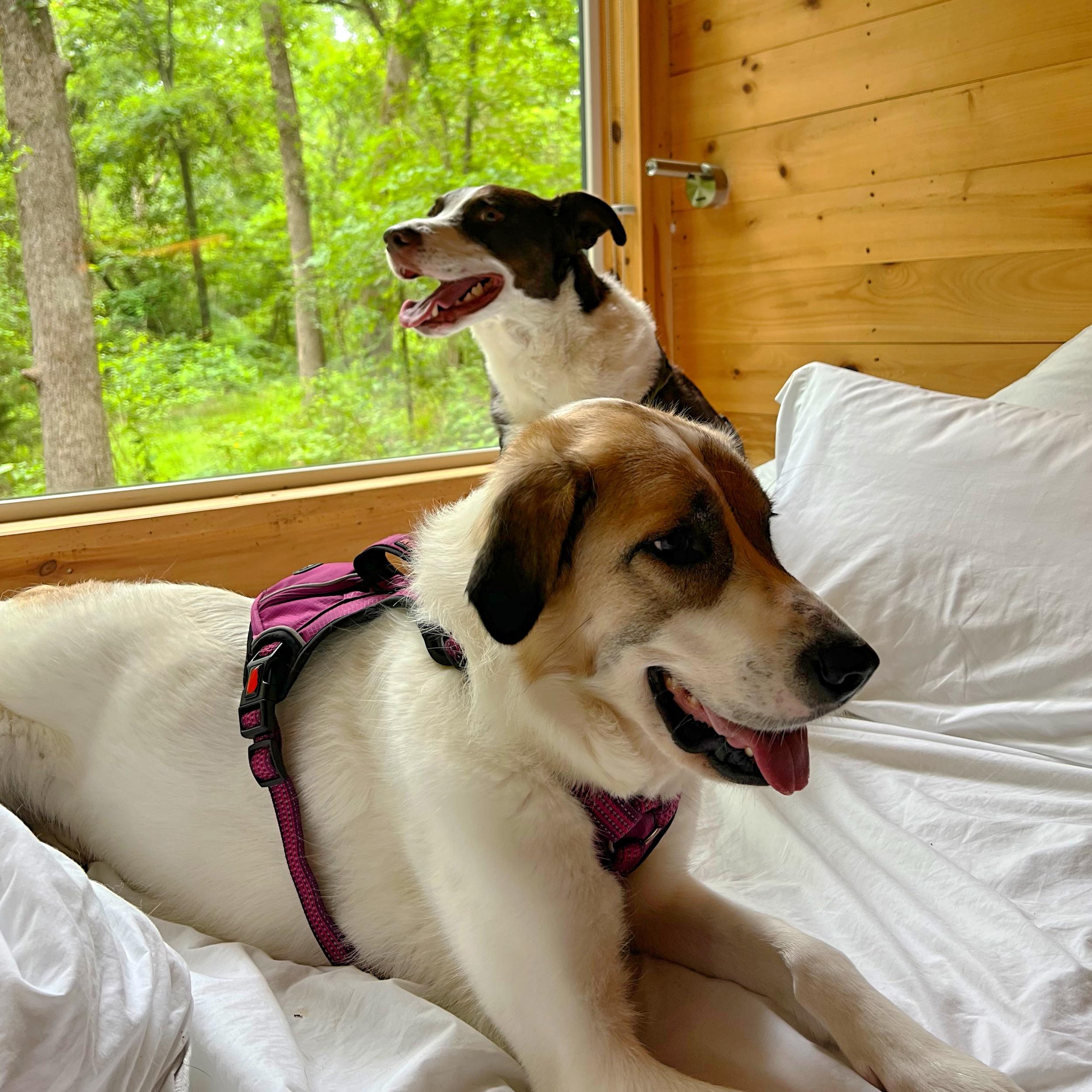 Pet Boarding