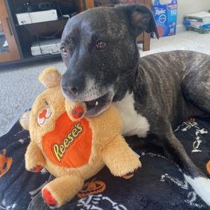 Our Oakley Toy Fund