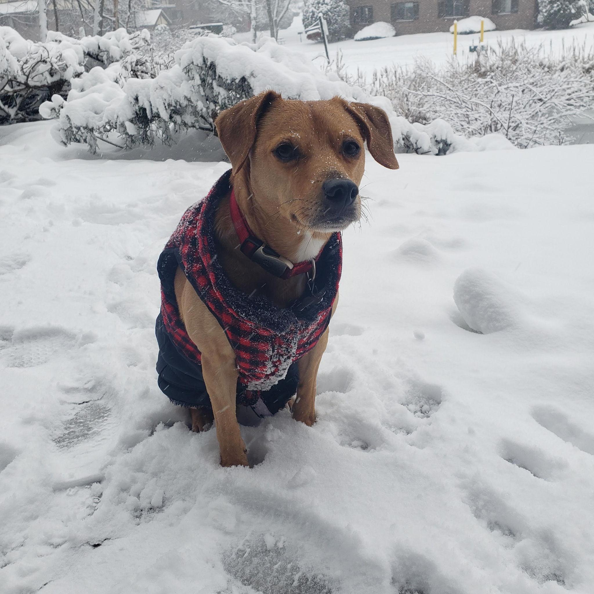 Kojo's first New Hampshire snow!