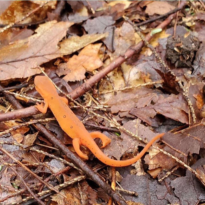 Distracted by a newt, I took this picture before turning around to Devan down on one knee.