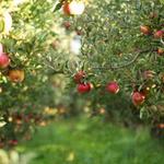 Apple Picking