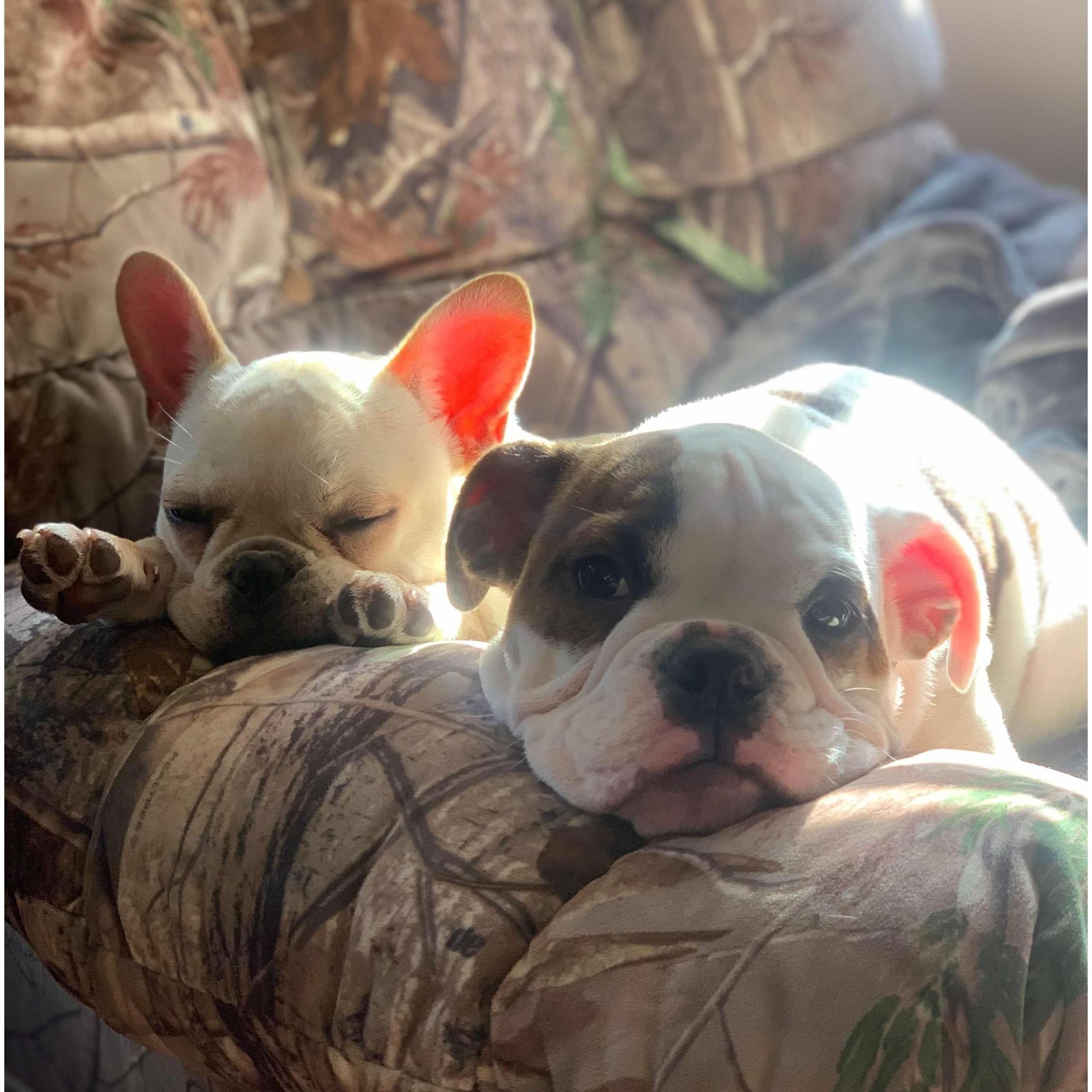 Lola & Beau lounging in daddy's chair!