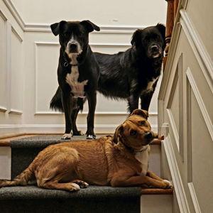 Dog Treats and Toys