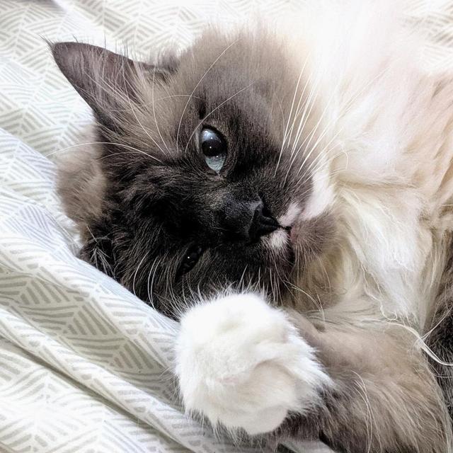 Cat and House Sitting During Our Minimoon 9/27-10/2