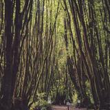 Redwoods & Rivers