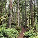 Old Salmon River Trail #742A