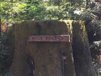 Mole Hole
