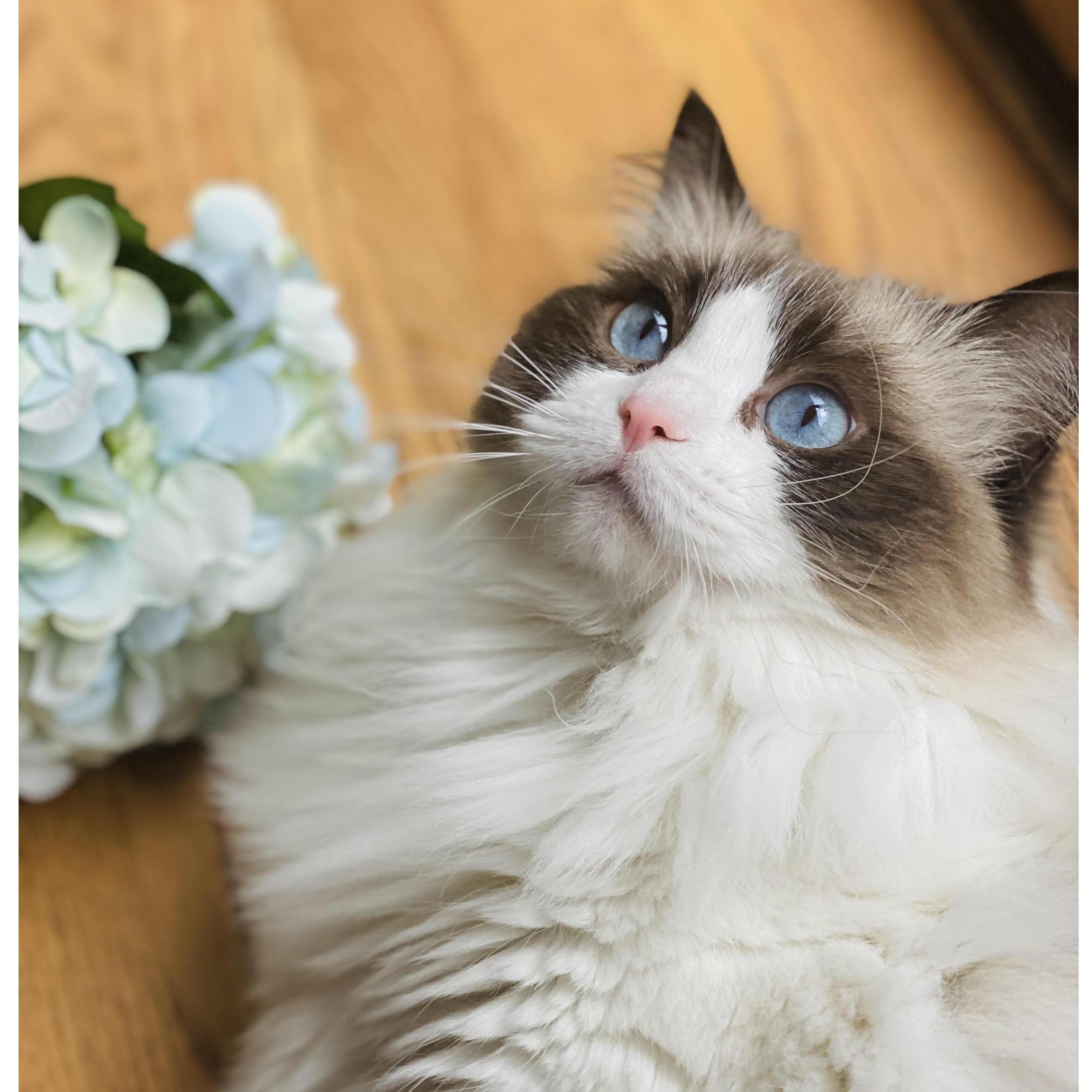 Now we live happily together in Redmond with our lovely cat Merlot.
