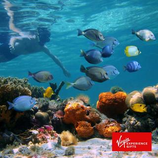 Reef Snorkeling Tour for 2 - Key West