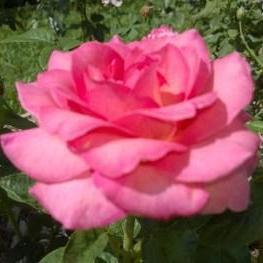 The first backyard rose!