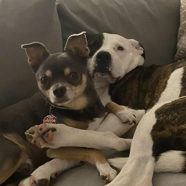 Dog Sitter Fund for Charlie & Dobs