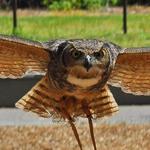 Birds of Prey Show- Callaway Gardens Discovery Amphitheater