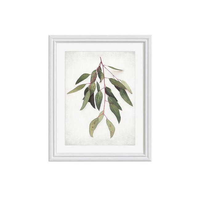 Eucalyptus Sprig Paper Print by Lupen Grainne, 20 x 16", Ridged Distressed, White, Mat