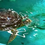 Georgia Sea Turtle Center