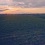 Grapeline Wine Tours