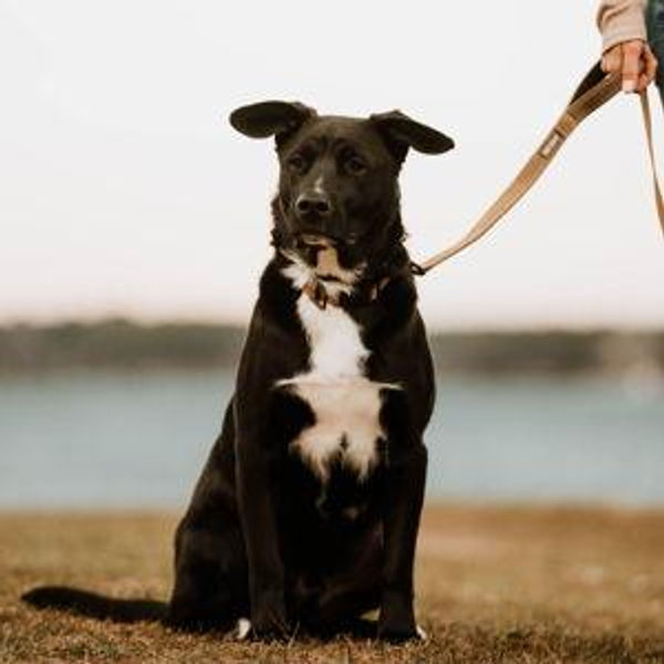 Dog Staycation Fund