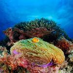 California Academy of Sciences