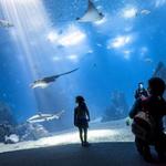 Oceanário de Lisboa