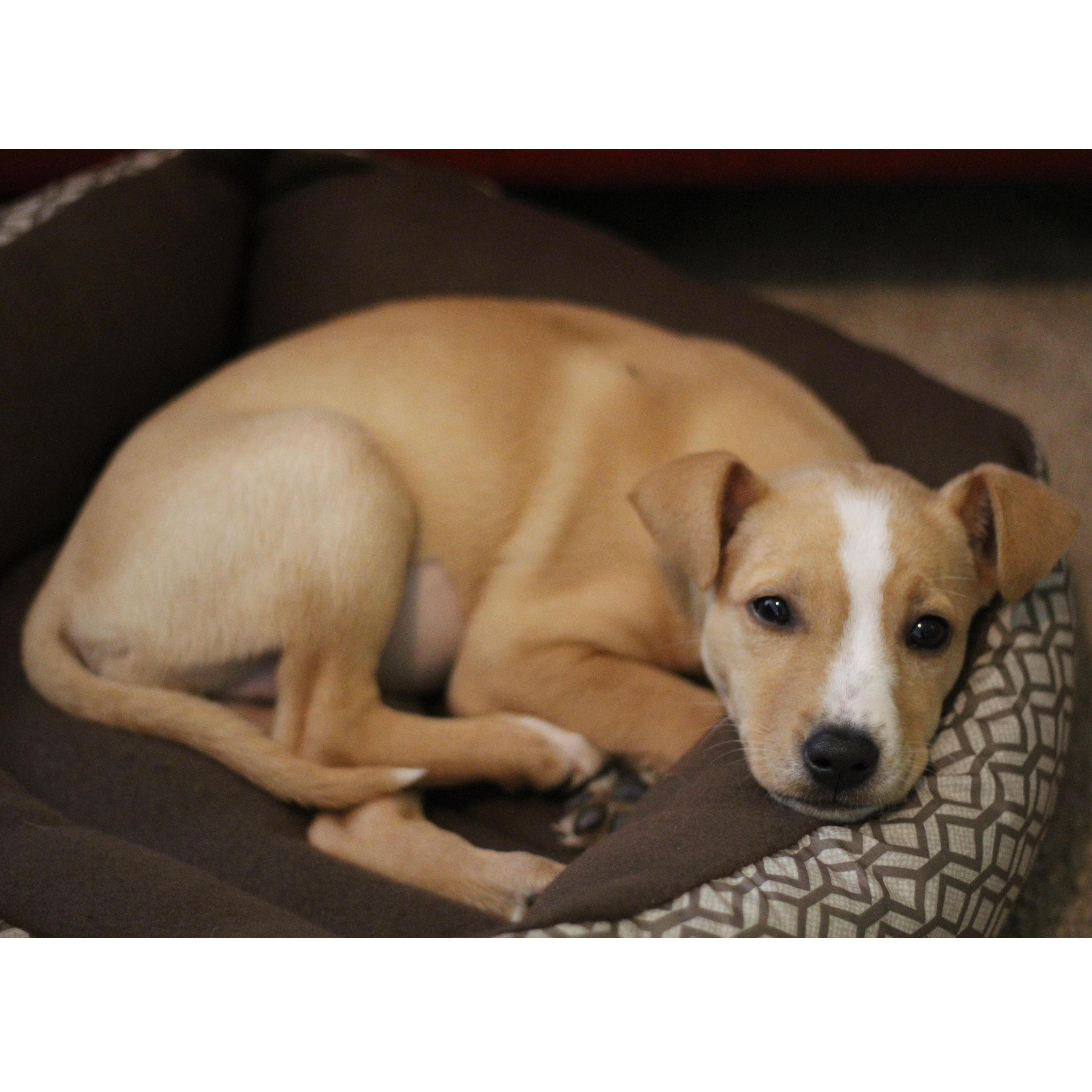 The day we brought home our first dog together, Zion!