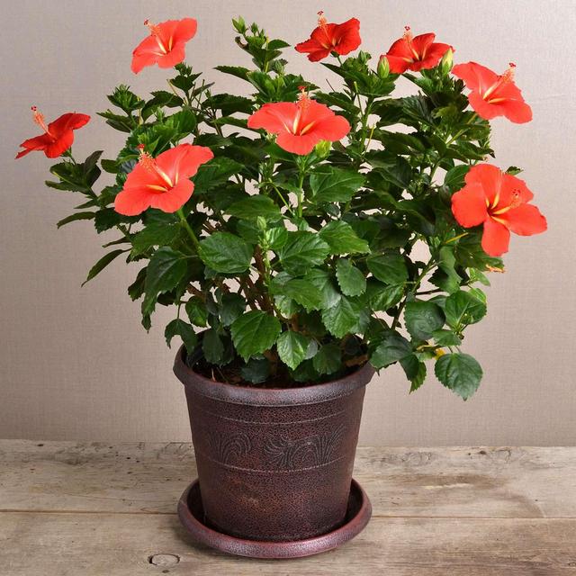 Shop for 10" TradeWinds Hibiscus and other outdoor tropicals - Bachmans.com