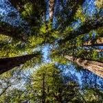 Henry Cowell Redwoods State Park