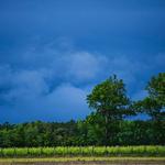 Sanctuary Vineyards Outer Banks Winery