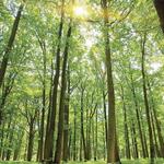 Upton State Forest