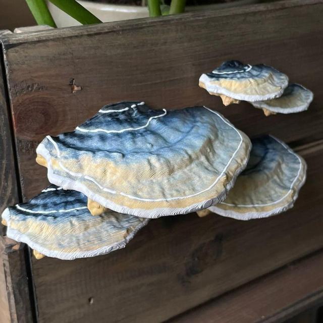 stick-on Fairycore Mushrooms/Shelf fungi, beige/blue ''Turkeytail'' (set of 5)