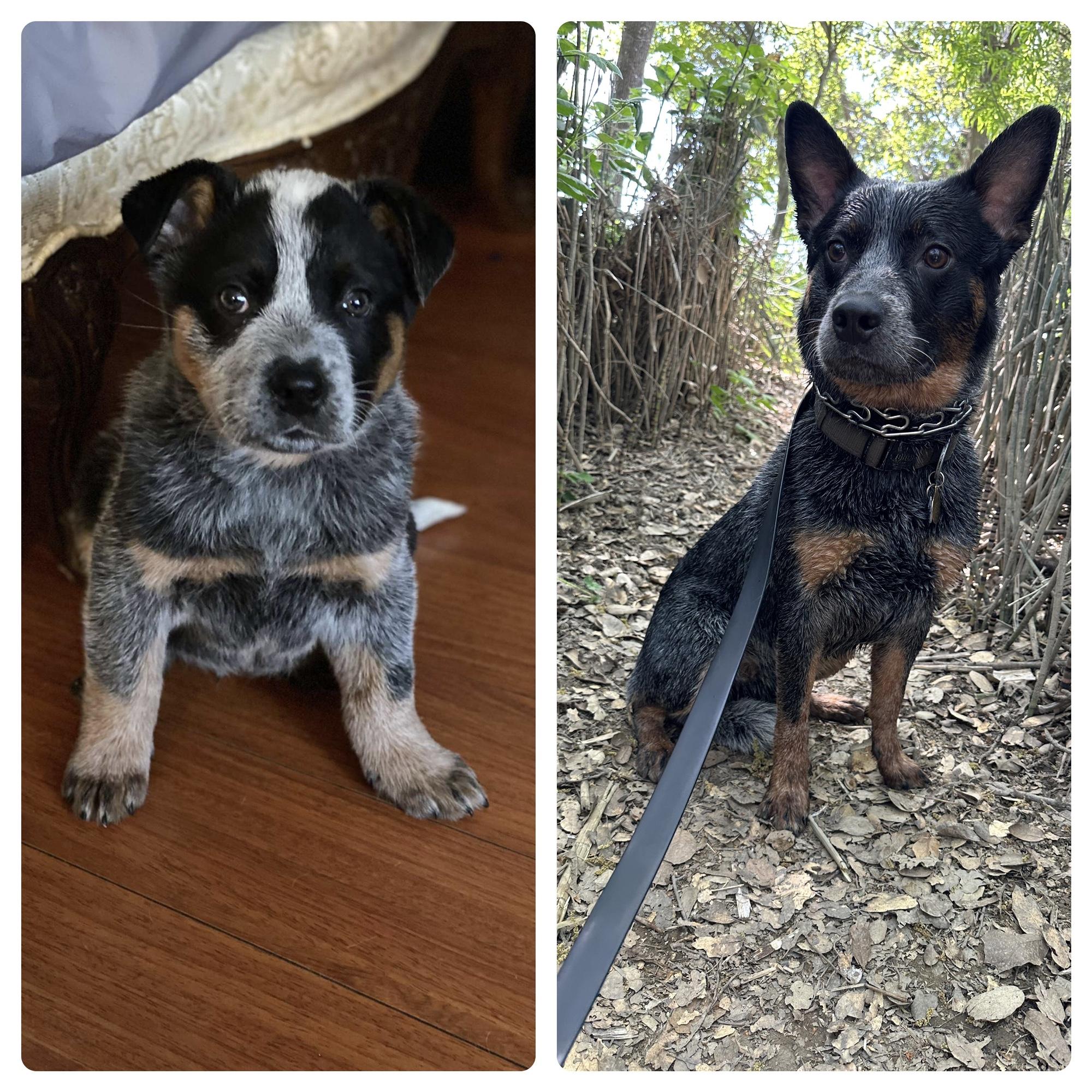 Jack, our handsome dog