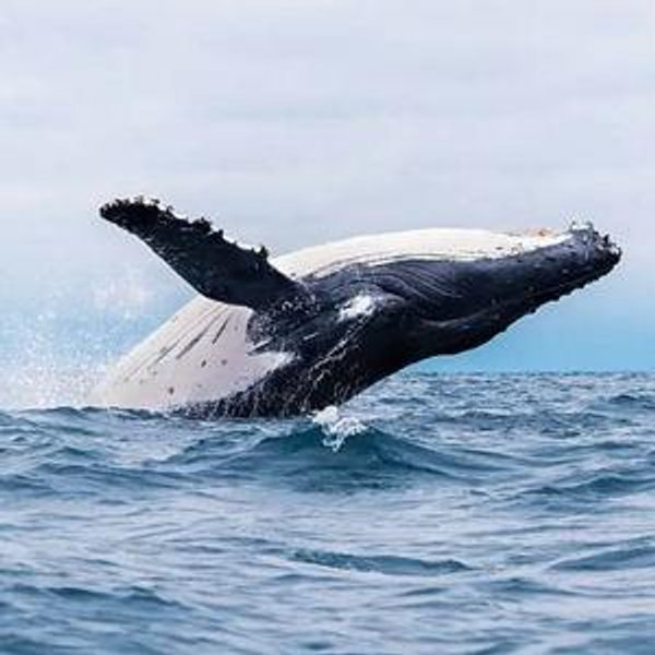 Whale Watching in Maine