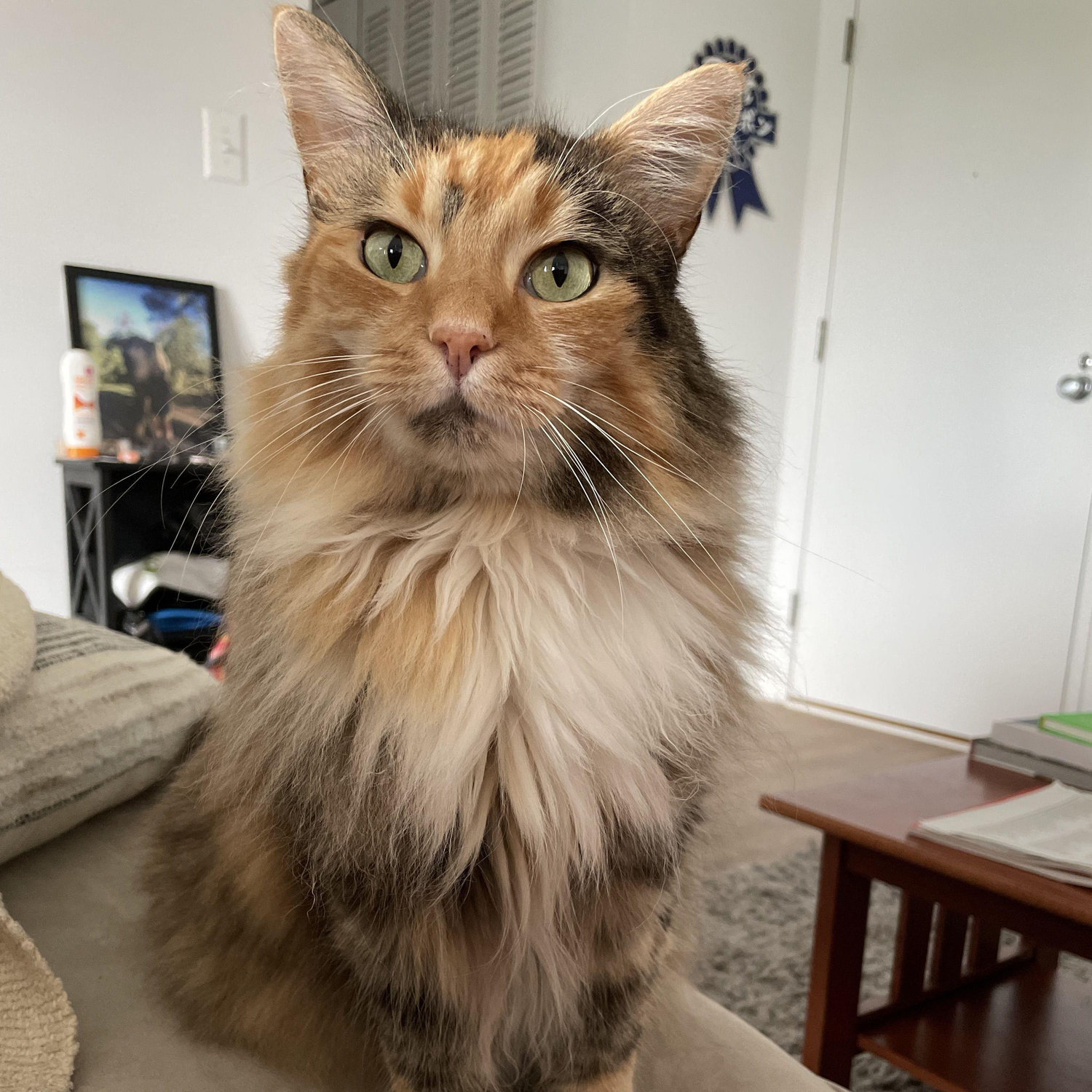 Our sweet girl, Churro!