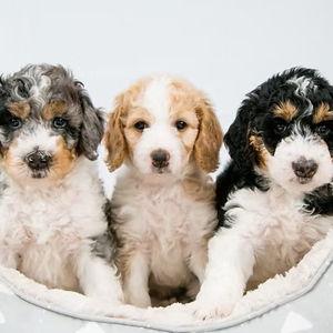 Puppy fund