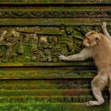 Sacred Monkey Forest Sanctuary