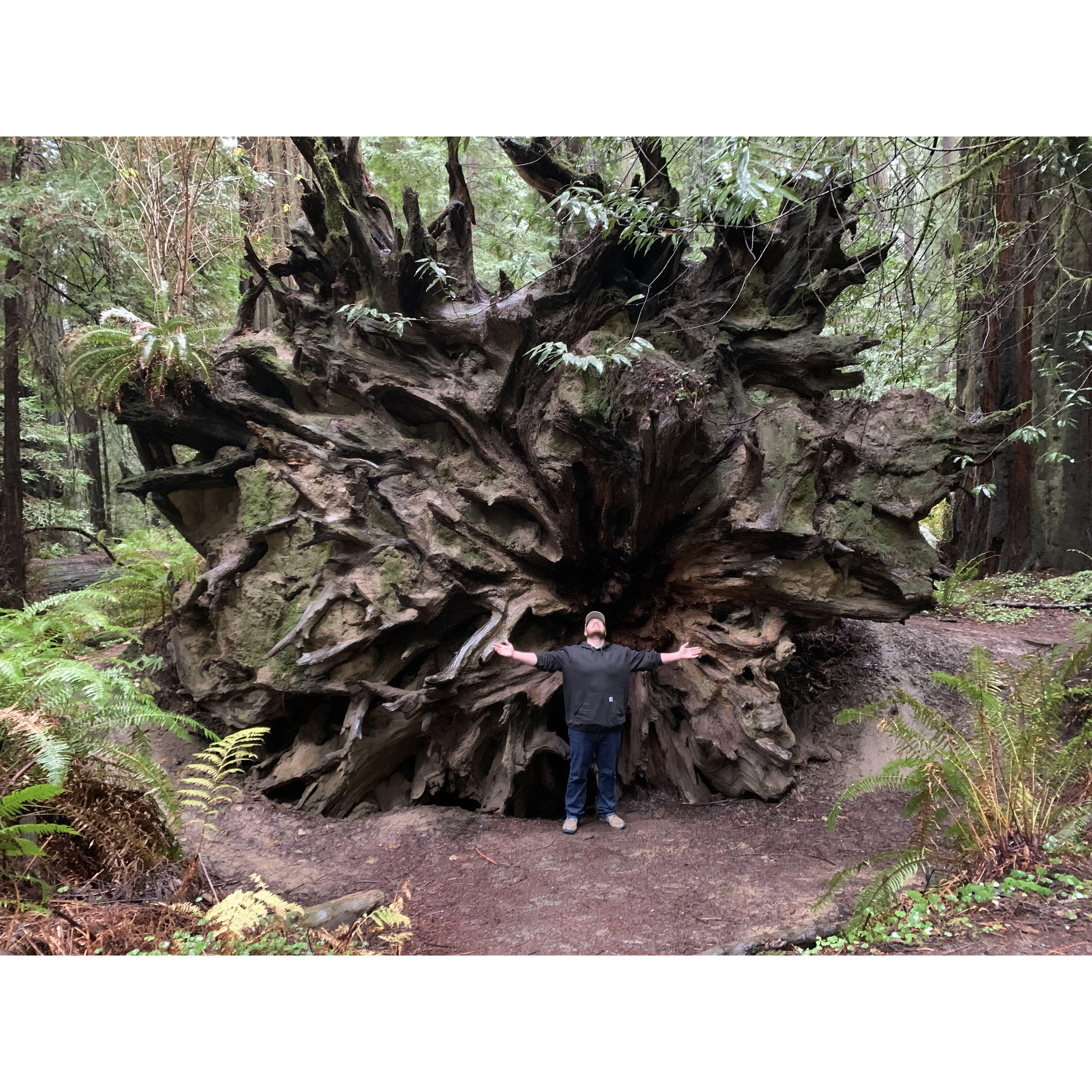 Colin in front of a fallen redwood at Redwood National Park, California
